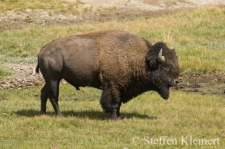 022 Amerikanischer Bison - Buffalo